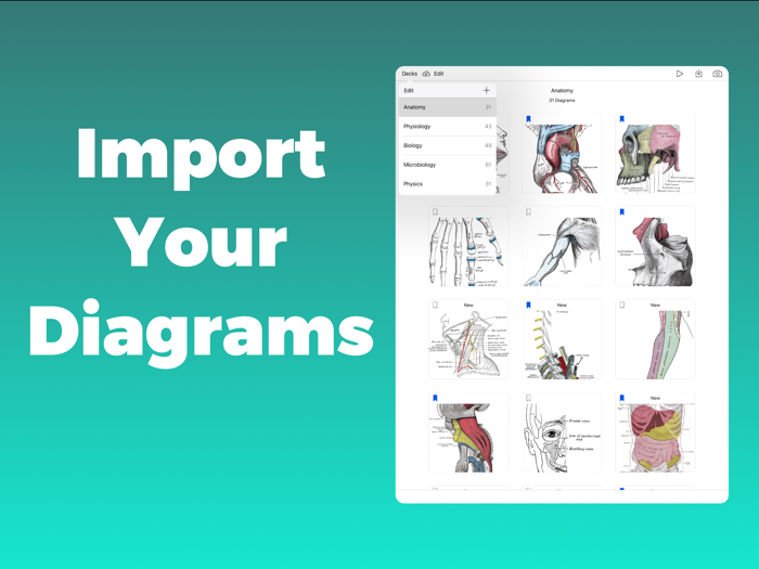Anatomy and Physiology GO