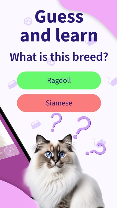 Cat Breed Games Dear My Kitten Screenshot