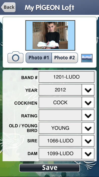 My Pigeon Loft HD Screenshot