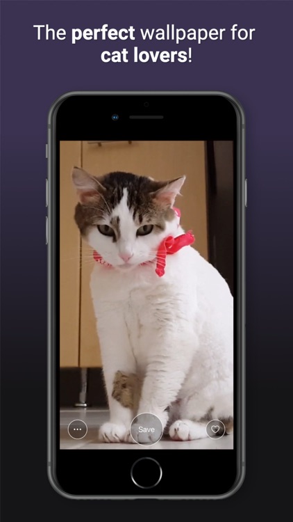 Cat Live Wallpapers screenshot-8