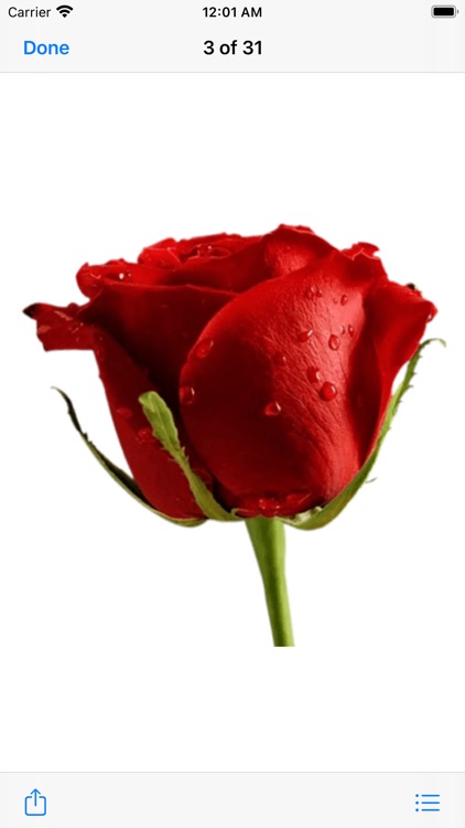 RoseDay Flower of Love Sticker