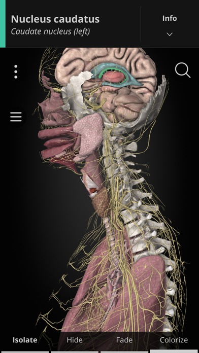 Anatomyka Screenshot
