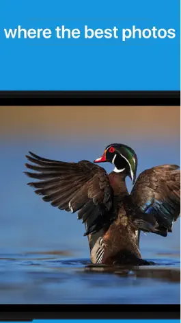 Game screenshot Photo Awards apk