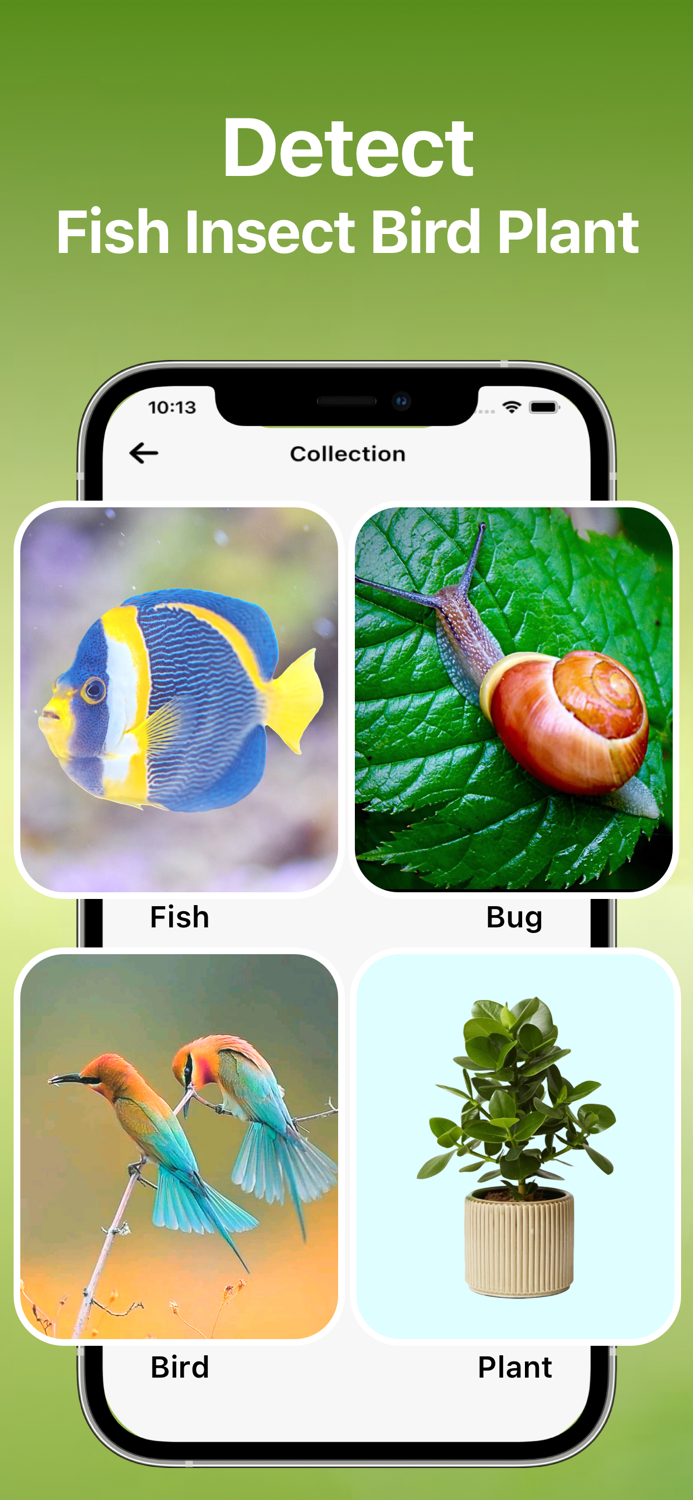 Bird Song Identifier Sounds ID