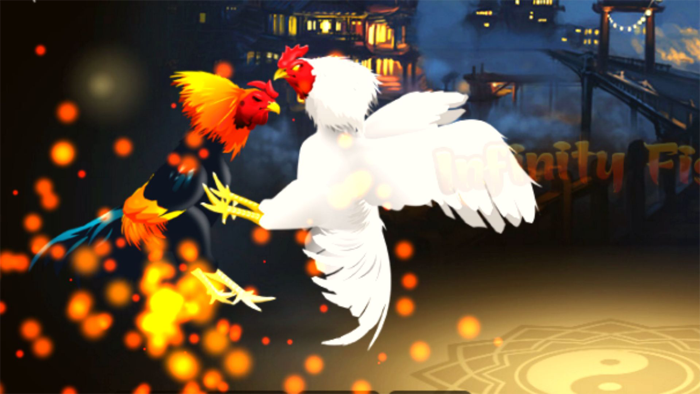 Rooster Battle-Chicken Fight