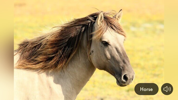 Animal Sounds & Images (mini)