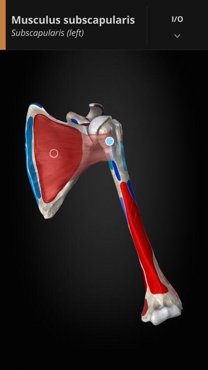 Anatomyka screenshot-4