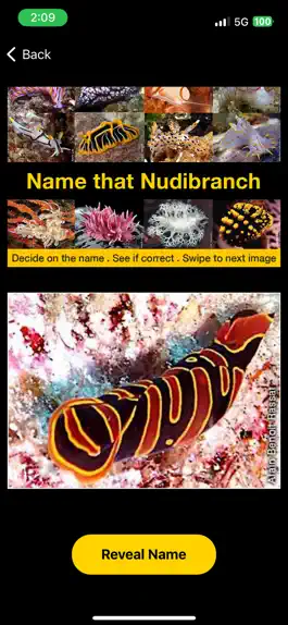 Game screenshot Name that Nudibranch hack