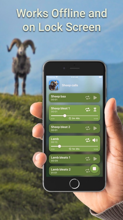 Hunting Calls: Sheep