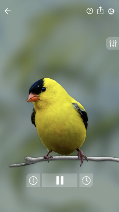 Bird Sounds Relax Screenshot