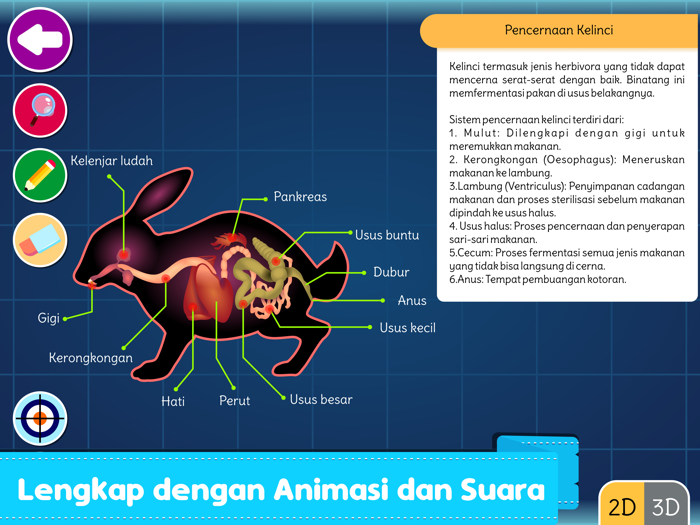 Marbel Sains  Anatomi Hewan