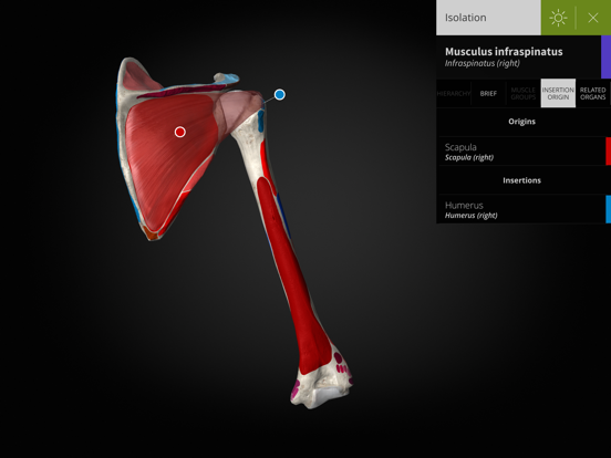 Screenshot #5 pour Anatomyka