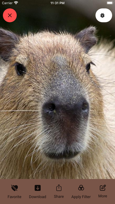 Capybara Wallpaper - Funny Pet Screenshot