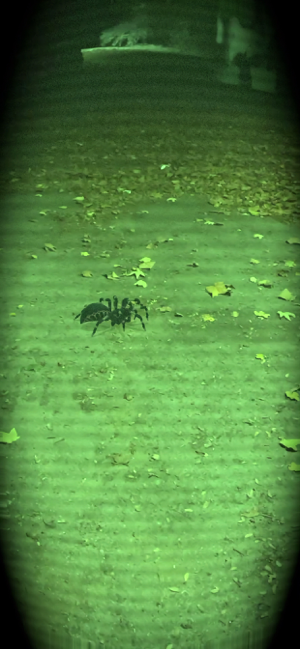 Captură de ecran AR Spiders