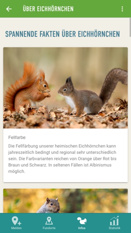 Eichhörnchen in Bayern screenshot-4