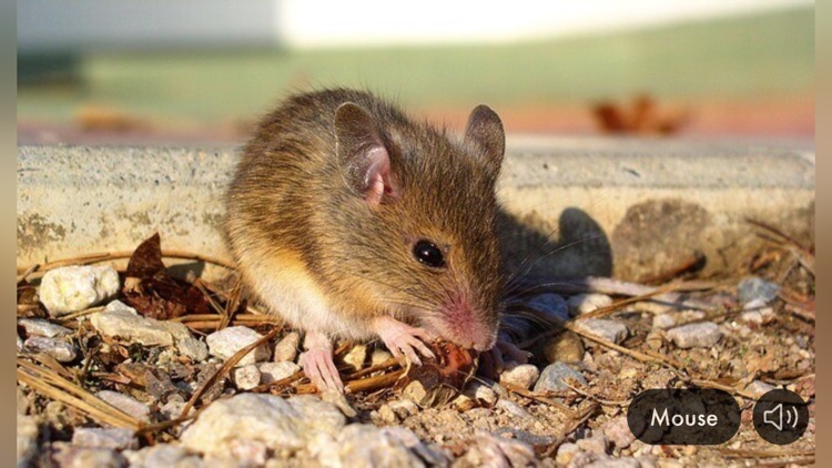 Animal Sounds & Images (mini) screenshot-3