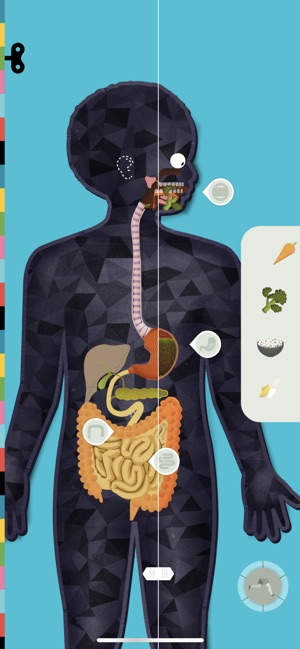 The Human Body by Tinybop on the App Store