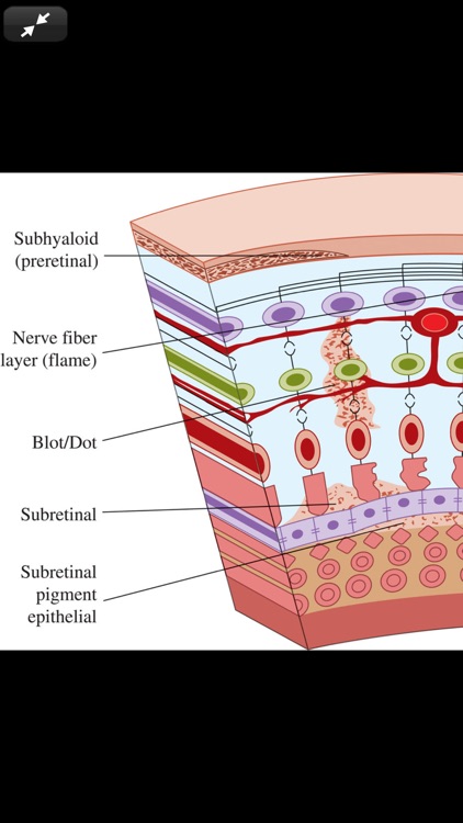 Atlas of Emergency Medicine 5E screenshot-7