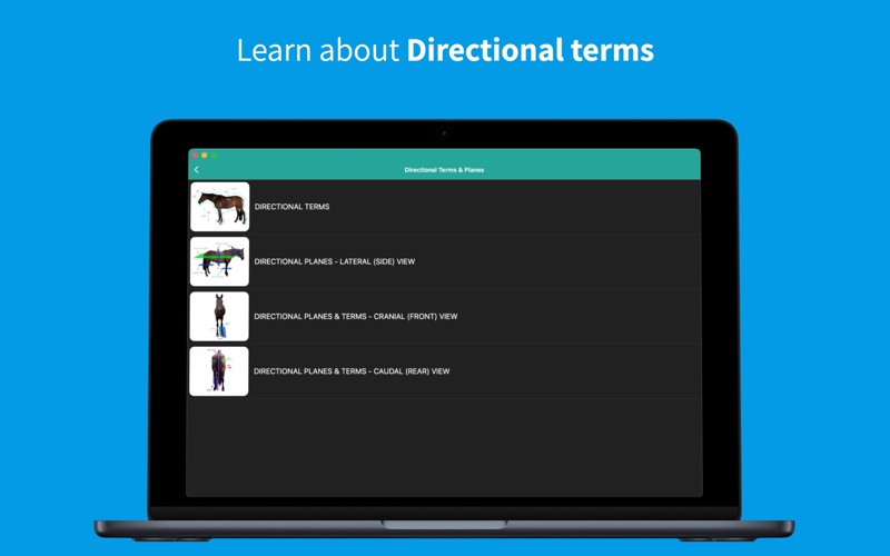 Equine Anatomy Learning Screenshot