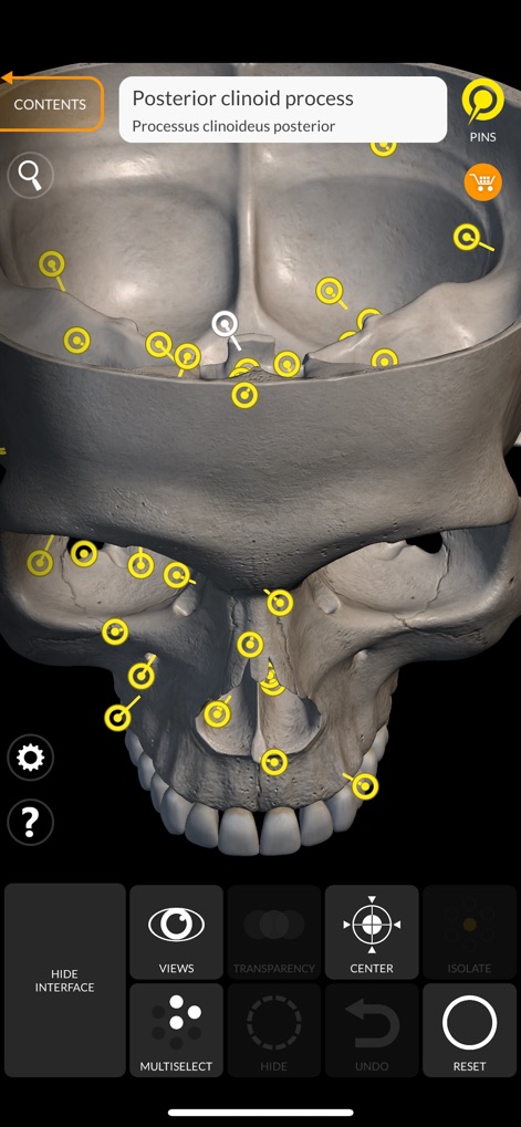 Skeleton 3D Anatomy - Delve into the complex cranial structures, utilizing interactive pins to identify features such as the 'Posterior clinoid process' with ease.
