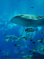 aquarium backgrounds ipad bildschirmfoto 2