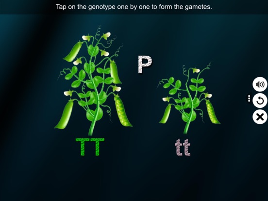 Screenshot #6 pour Monohybrid Cross