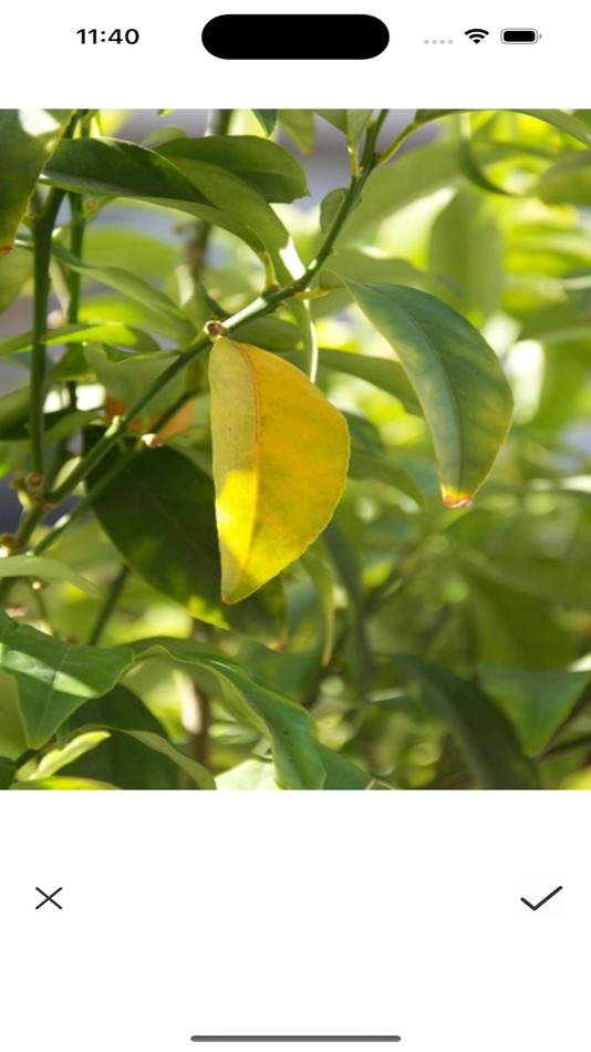 #2. BotanicalGuide (iOS) Podle: Beijing Zhongxiang Enterprise Management Consulting Co., Ltd.