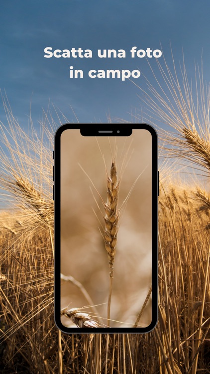 GranoScan screenshot-3