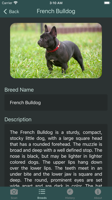 What Dog: Breed Recognition Screenshot