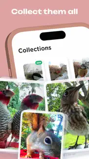 bird buddy: tap into nature iphone screenshot 4