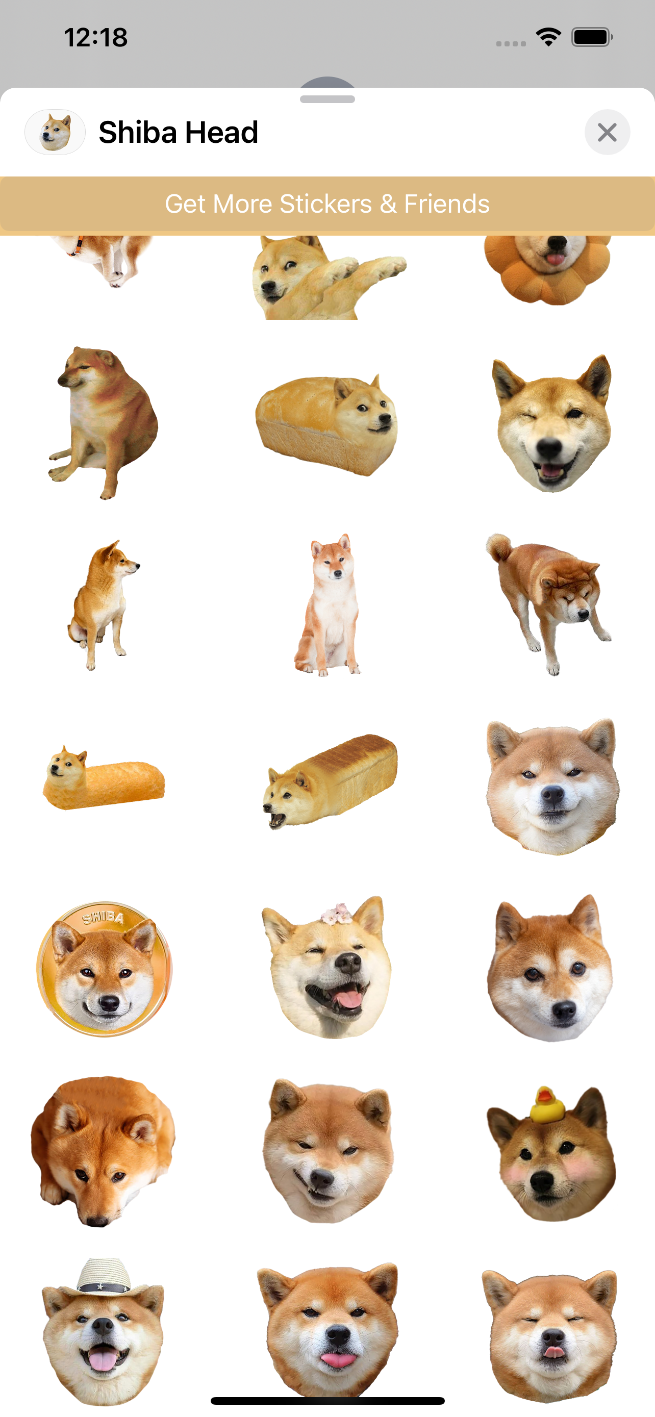 Shiba Dog's Head