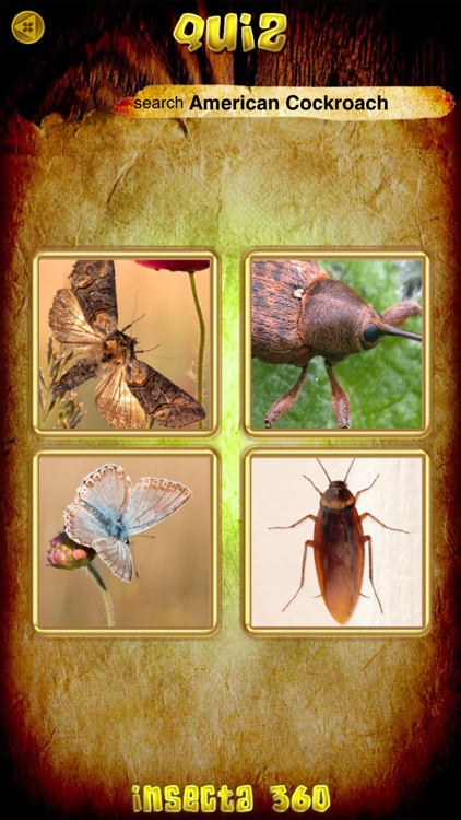 Insects and Spiders Gold screenshot-5