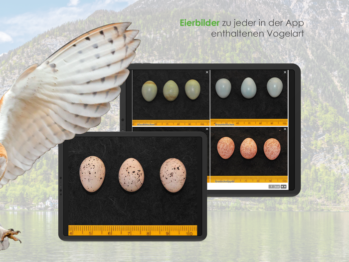 Vögel in Österreich