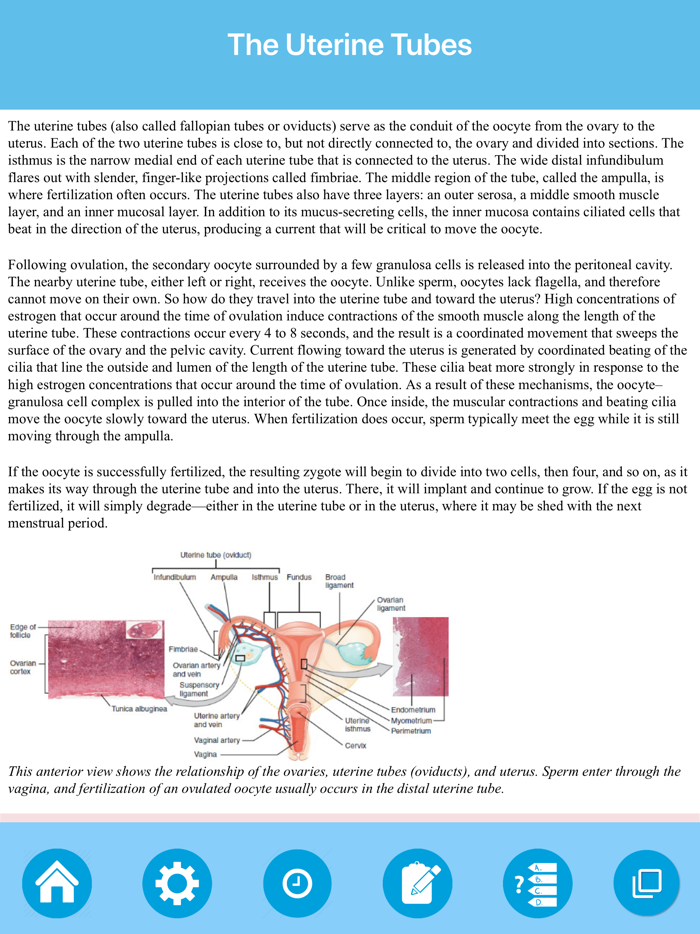 The Female Reproductive System