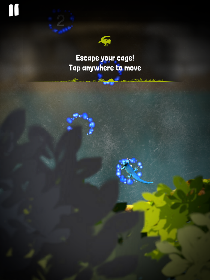 Electric Blue Gecko dash