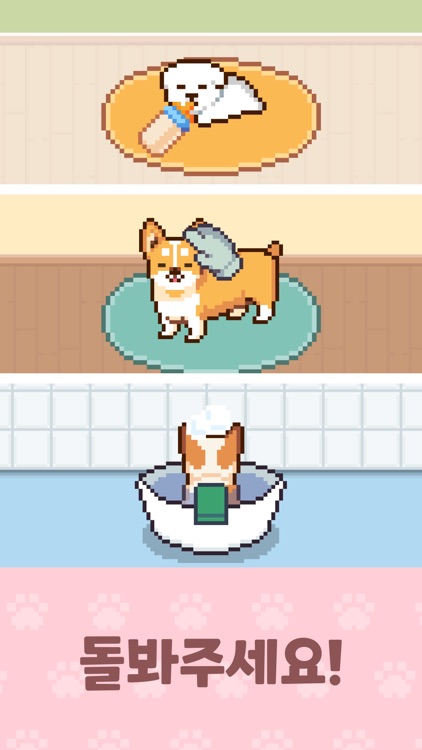 코코아: 사랑스러운 강아지