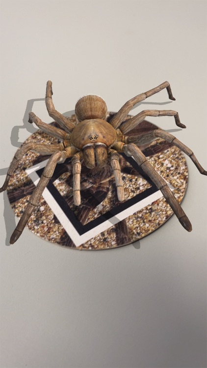 Spiders Augmented Reality