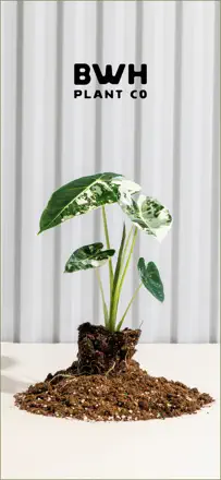 BWH Plant Co : capture d’écran 1 sur 6