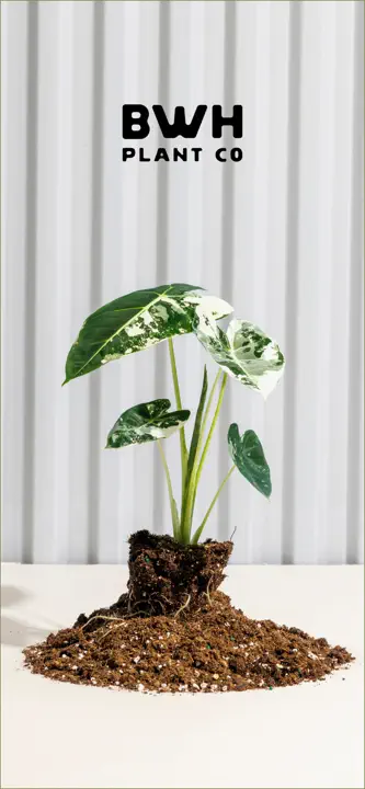 BWH Plant Co: Screenshot 1 von 6