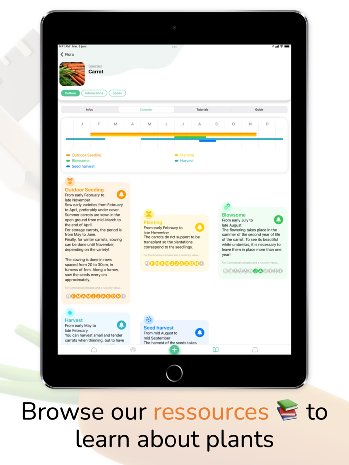 Tomate and Basilic- Permaculture