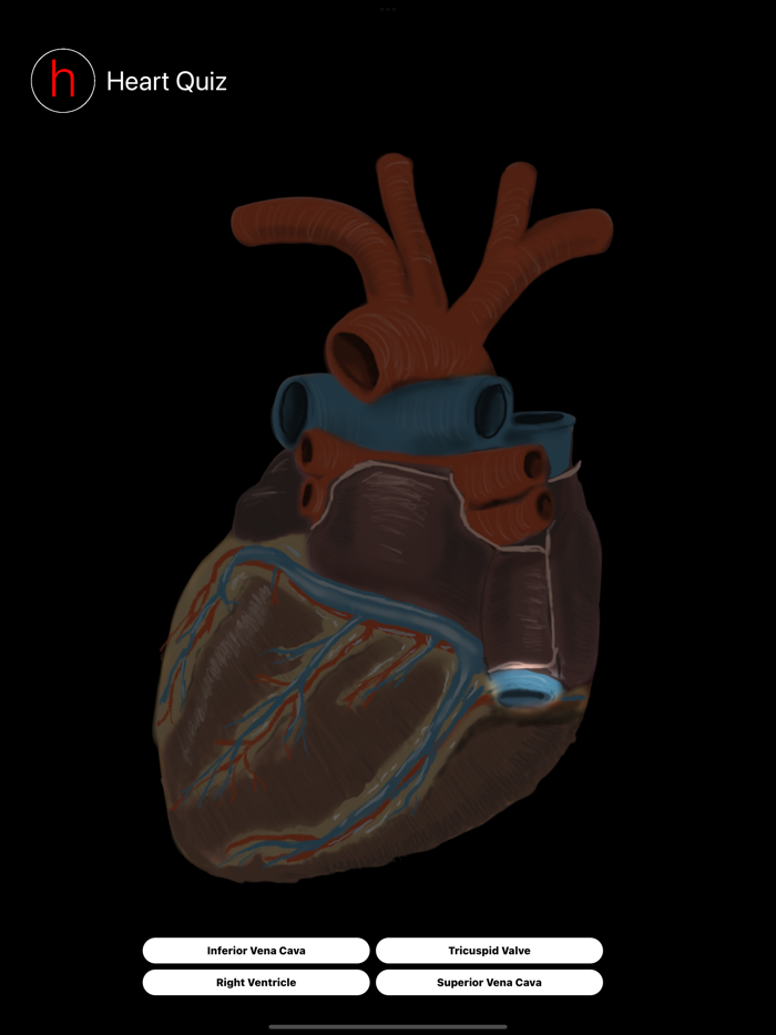 Human Heart Anatomy Quiz