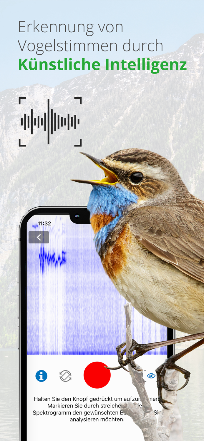 Vögel in Österreich