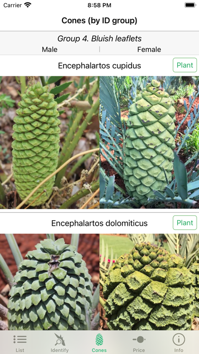 SA Cycads Screenshot