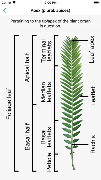 SA Cycads Screenshot