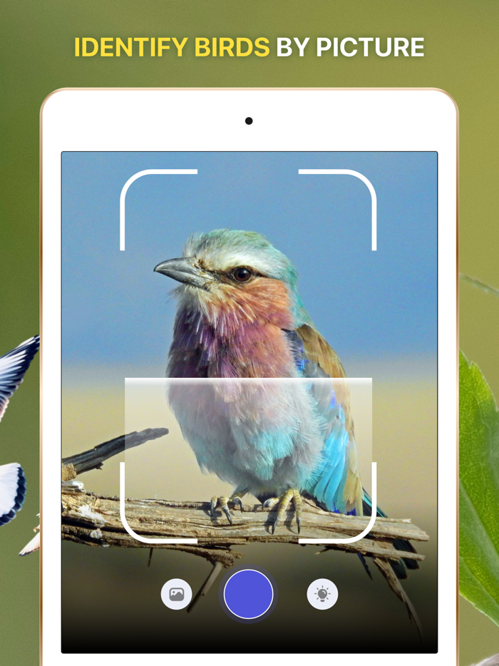 Bird Sounds Identifier Call ID