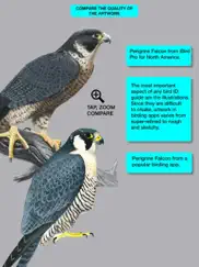 ibird pro guide to birds ipad images 4