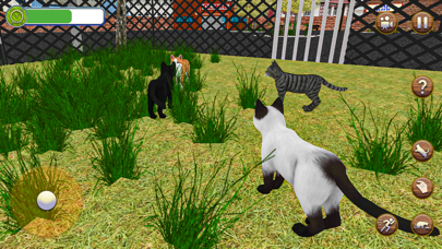 Animal Shelter Pet Cat Games Screenshot