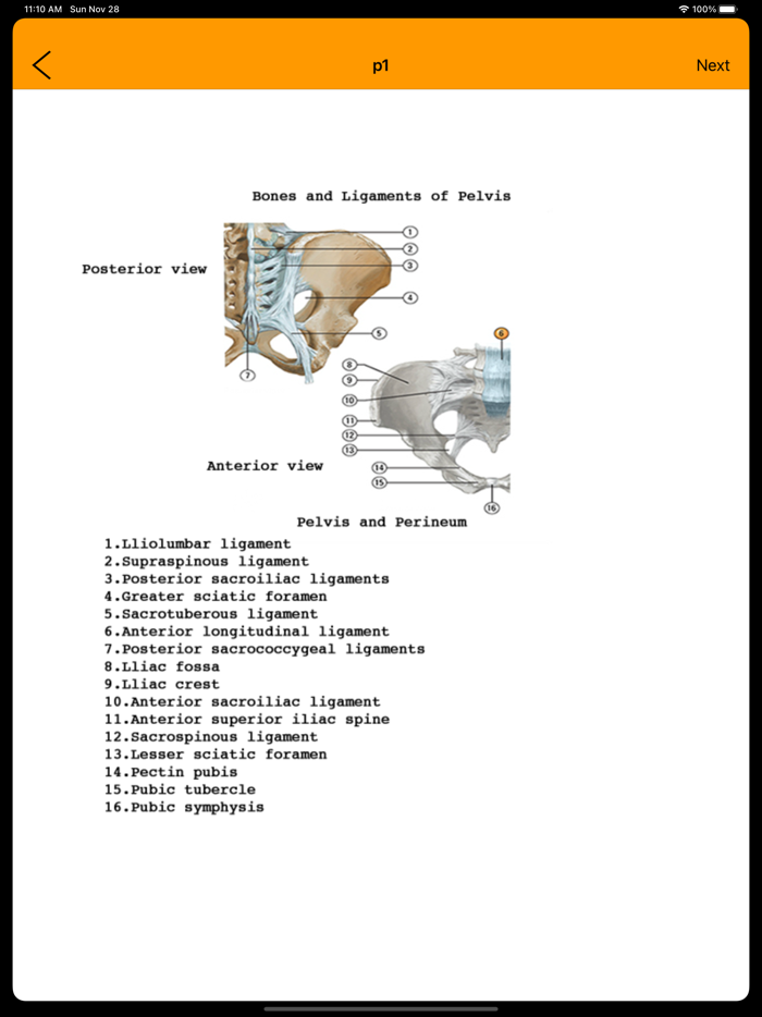 Human Anatomy Flash Cards