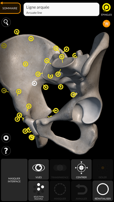 Screenshot #3 pour Squelette Anatomie 3D