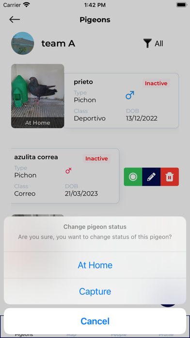 PigeonsFly Screenshot